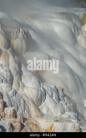 Vapore sorge in bianco e oro cristallizzato di carbonato di calcio in un'immagine verticale da Mammoth Hot Springs nel Parco Nazionale di Yellowstone. Foto Stock