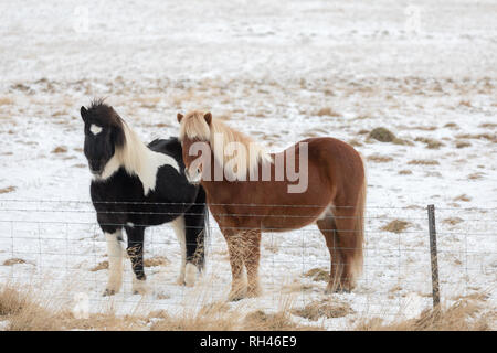 Due cavalli islandesi in un pascolo innevato con cappotti invernali in piedi in linea di recinzione Foto Stock