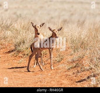 Una coppia di Red Hartebeest vitelli nel sud della savana africana Foto Stock