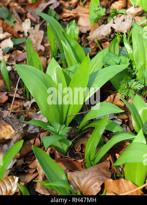 Giovani Ramsons nella foresta di faggio Foto Stock