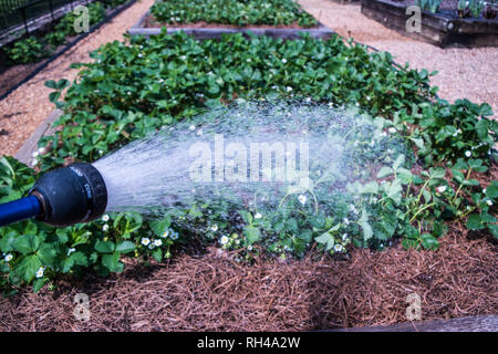 Fragole di irrigazione nel giardino rialzato sulla giornata di sole al di fuori Foto Stock