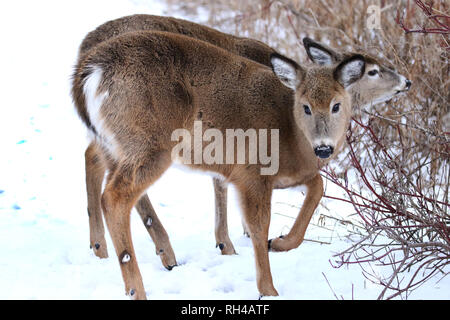 Coda bianca quasi cresciuta fawn in natura Foto Stock