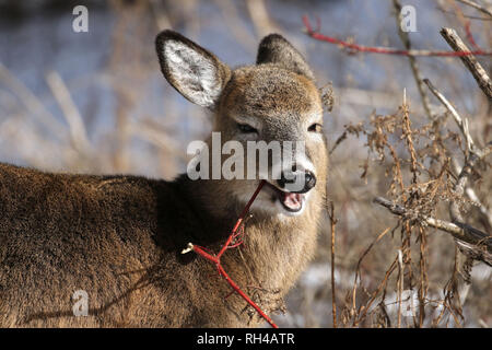 Coda bianca quasi cresciuta fawn in natura Foto Stock