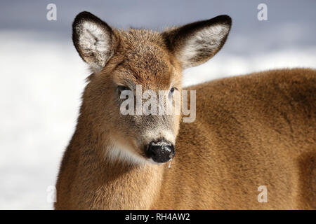 Coda bianca quasi cresciuta fawn in natura Foto Stock