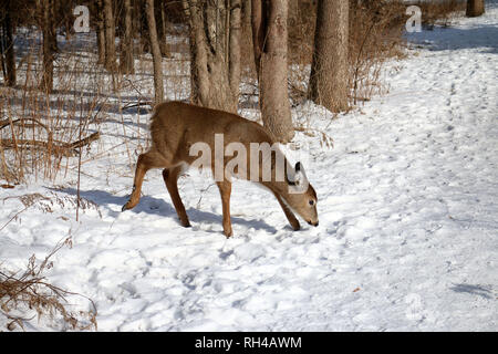 Coda bianca quasi cresciuta fawn in natura Foto Stock