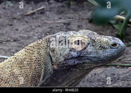 Drago Kimodo in zoo Foto Stock