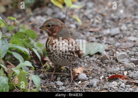 Fox Sparrow sul suolo alla natura park Foto Stock