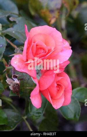 Le rose rosa nel giardino della sera Foto Stock
