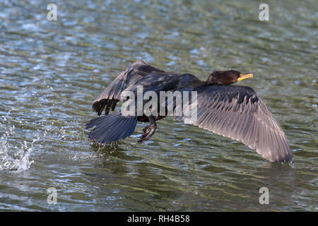 Doppia di cormorani crestato di decollare dal fiume Foto Stock