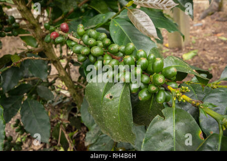 Verde acerbo ciliegie di caffè su un caffè Bush in Perù Foto Stock
