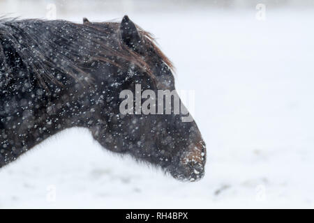 Vista laterale, spazio per testo: Dark Horse braves il freddo, che contrastano con il bianco, sfondo innevato, durante l'inverno nel sud di Alberta, Canada Foto Stock