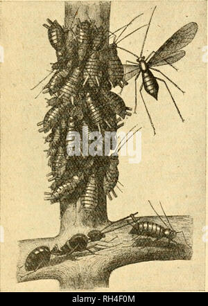 . British bee ufficiale &AMP; gli apicoltori consigliere. Le api. Nov. 21,1907.] Il british BEE ufficiale. 4G3 Il disegno che accompagna questo articolo (uno da Louis Figuier) mostra ingrandita la shoot coperto con aphis. Si osservi che in corrispondenza delle estremità di questi insetti sono due piccoli tubi di miele. Questi sono collegati con una piccola ghiandola che produce un dolce- fluido. Questo è costitui- tinually trasudare e produce il miele-rugiada su piante, in cui il fungo di fuliggine (Capnodium salicinum, Mont.) piaceri a crescere, rendendo le foglie dell'albero appaiono come se la fuliggine erano stati distribuiti su di essi. La formica è s Foto Stock