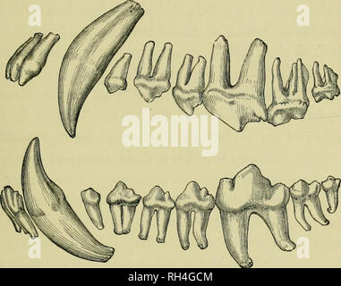 . British animali estinti entro tempi storici : con qualche conto della British wild bovini bianchi. Mammiferi estinti; mammiferi; bestiame. Il lupo. 123 nobile arte, alla quale egli appHed con incessante lavoro e incredibile successo." La Caccia al lupo, il cinghiale, la Volpe e il cervo, erano i passatempi preferiti dei nobili di quel giorno e i cani che hanno impiegato per questi vari rami dello sport, sono stati da essi detenute nella stima più alta. Tali devastazioni ha fatto il commit lupi durante l'inverno. Denti di lupo. Dimensioni NATUllAL. particolarmente in gennaio quando il freddo era più impegnativi che la S Foto Stock