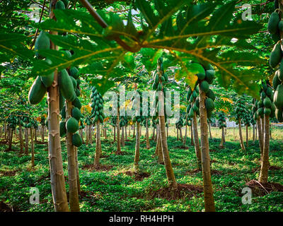 Albero di papaia Cultura in Costa Rica, America Centrale Foto Stock