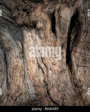 Un vecchio nodose tronco di una massiccia Live Oak tree Foto Stock