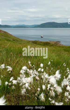 Morbidi ciuffi bianchi di comune cottongrass/ bog cotone in primo piano con il mare e una barca in background, in estate il sole. Foto Stock