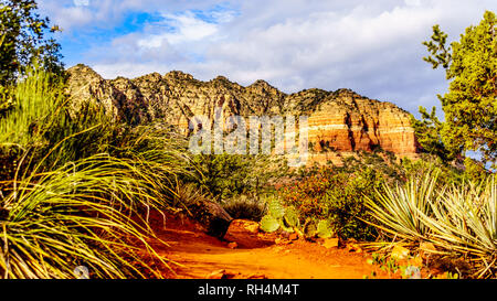 Il Cactus e di altri tipi di vegetazione sulle rocce rosse di Coconino National Forest, con sullo sfondo la pietra arenaria colorata Cattedrale di roccia nei pressi del traino Foto Stock