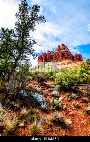 Bell Rock che mostra la vegetazione che cresce su rocce rosse e terra rossa in Coconino National Forest vicino a Sedona in Northern Arizona, Stati Uniti d'America Foto Stock