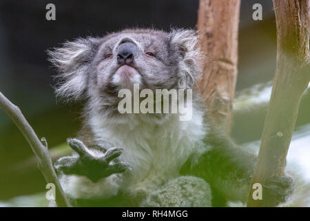 Australian Koala, arboree marsupiale erbivori, nativo di Australia Foto Stock