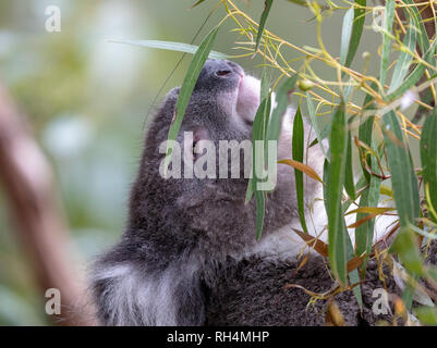 Australian Koala, arboree marsupiale erbivori, nativo di Australia Foto Stock