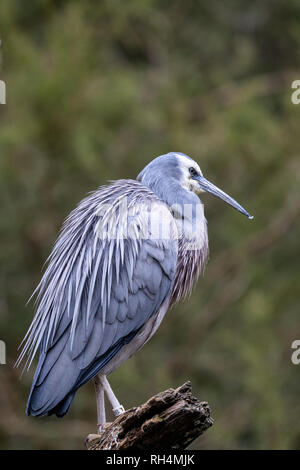 Di fronte bianco-heron seduto su un ramo Foto Stock