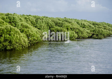 Una sezione di rimanere Panama Bay mangrovie durante l'alta marea, in Panama Viejo costa. Laguncularia racemosa è la specie predominante. Foto Stock