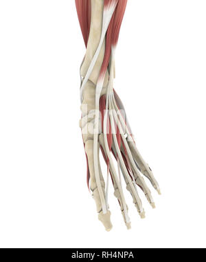 Piede umano muscoli anatomia Foto Stock