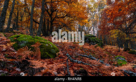 Paesaggio autunnale in un bosco di castagni vicino a Madrid Foto Stock