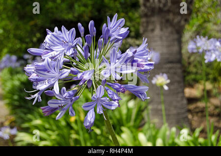 Una splendida blue agapanthus lilly, nome latino agapanthus umbellatus, fioritura al sole del Mediterraneo in un giardino in Sicilia. Foto Stock