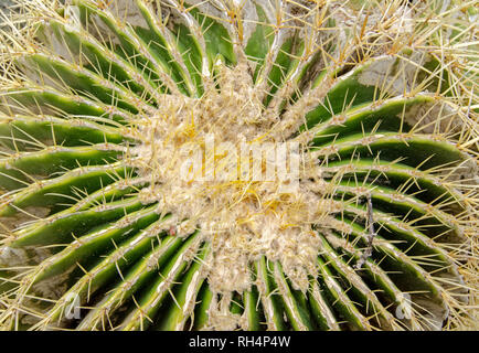 Vista da sopra di un cactus coperto di aghi. Il Echinocactus Grusonii proviene dal Messico nad ha roseate tratti coperti in grandi spine taglienti. Foto Stock