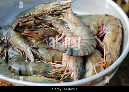 Gamberetti freschi nella ciotola. Pesce e frutti di mare mercato in Sri Lanka. Foto Stock