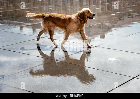 La riflessione di un felice golden retriever cane su specchio di acqua in Bordeaux. Foto Stock