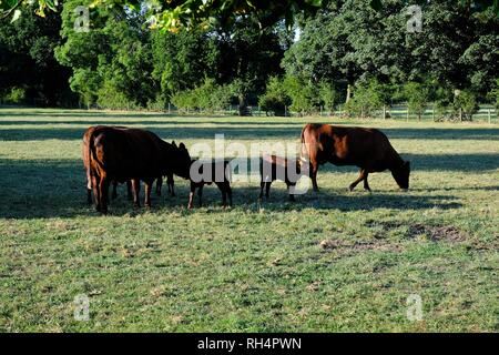 Poll rosso, bestiame bovino, alimentazione di vitello, bestiame rosso, scena rurale, Cheshire, Inghilterra, razze doppie, razze rare, campagna, polled, pascolo, Heiffers. Foto Stock