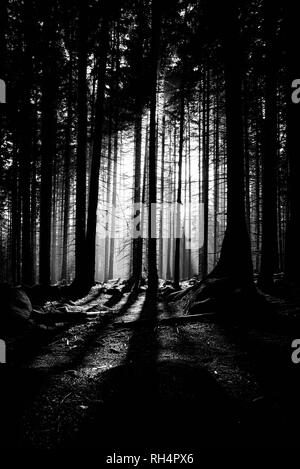 Sonne dringt durch den dunklen Wald und wirft einen langen Schatten Foto Stock