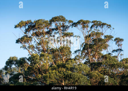 In alto di alberi di eucalipto dopo l'alba in Cedeira, Galizia, Spagna Foto Stock