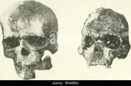 . Il cervello di scimmia all uomo; un contributo allo studio dell'evoluzione e sviluppo del cervello umano. Il cervello; evoluzione; Pongidae. . Si prega di notare che queste immagini vengono estratte dalla pagina sottoposta a scansione di immagini che possono essere state migliorate digitalmente per la leggibilità - Colorazione e aspetto di queste illustrazioni potrebbero non perfettamente assomigliano al lavoro originale. Tilney, Frederick, 1875-1938; Riley, Henry Alsop, 1887-. New York, P. B. Hoeber, inc. Foto Stock