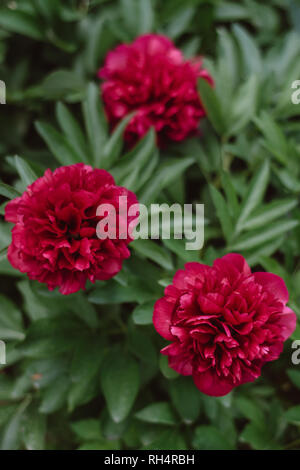 Gruppo di rosso fresco di peonie in giardino d'estate. Primo piano della bella rossa Peonia fiore. La natura e il concetto di primavera Foto Stock