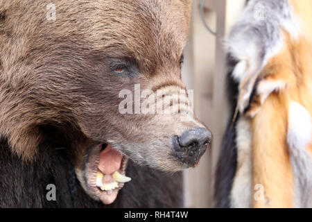 Testa di un orso farcite in un negozio di pellicce. Commercio di vestiti da pelliccia naturale, concetto di tassidermia Foto Stock