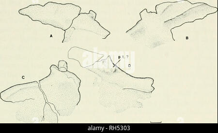 . Breviora. 1983 UN NUOVO PELYCOSAUR 19. La figura 12. R. elcobriensis, MCZ 3150. A. vista laterale di destra ileo. B. vista mediale della stessa. C. Ventrolateral vista del diritto ischio. D. Ventrolateral vista del diritto pube. La scala è uguale a 1 cm. Abbreviazione: pt, tubercolo pubico.. Si prega di notare che queste immagini vengono estratte dalla pagina sottoposta a scansione di immagini che possono essere state migliorate digitalmente per la leggibilità - Colorazione e aspetto di queste illustrazioni potrebbero non perfettamente assomigliano al lavoro originale. L'Università di Harvard. Museo di zoologia comparativa. Cambridge, Mass. , Il museo di zoologia comparativa, Harvard Onu Foto Stock