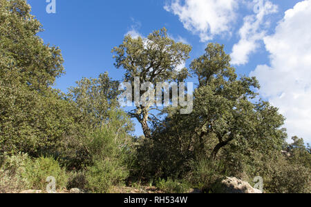 Un grande impianto di sughero in Sardegna, Italia Foto Stock