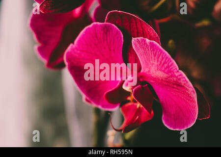Orchidea viola. Primo piano di messa a fuoco selezionata color porpora belle orchidee tropicali fiore. Foto Stock