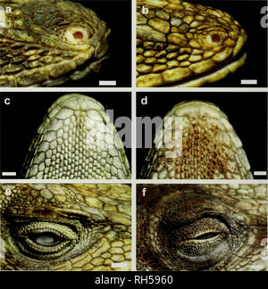 . Breviora. Zoologia; Paleontologia. 10 BREVIORA n. 537 Tabella 1. Ha continuato. Anolis macrinii (CR 10, 9 12) No. di scale tra 2° canthals No. di scale tra canthals posteriore N° della dorsale mediale scale in una lunghezza testa No. di squame ventrali in una lunghezza testa No. di dorsale mediale scale tra livelli di ascella e inguine No. di squame ventrali tra livelli di ascella e inguine No. di scale intorno al corpo centrale 6-9 (7,3 ± 1,0) 6-11 (8,3 ± 1,4) 38-58 (43,3 34-64 (46,8 63-87 (73,7 59-78 (67,5 32-162 (145.* 6.1) 9.0) 7-5) 6.0) t 10,8). La figura 6. Anolis macrinii: scalation nasale in un, SMF 9620 Foto Stock