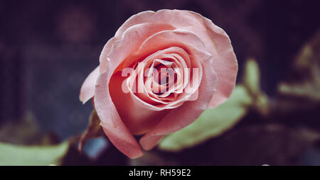 Rosa rosa. Nozze rosa rose close up isolato su sfondo scuro. Foto Stock