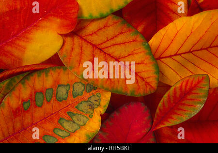 Pattern colorati di Cotinus autmn lascia Foto Stock