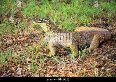 Un monitor di sabbia lizard su un prato in Australia Occidentale Foto Stock