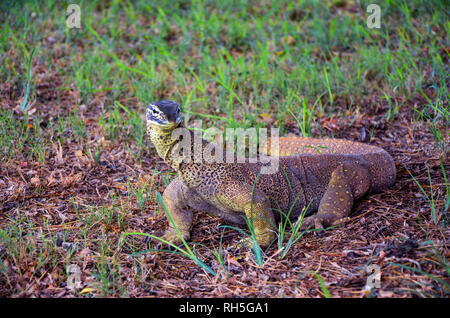 Un Moniter lizard, localmente noto come Bungarra Foto Stock