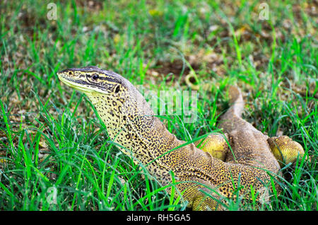 Una vista ravvicinata di una lucertola Bungarra in Australia Occidentale Foto Stock