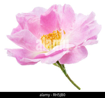 Bellissimi fiori di rosa canina o rosa selvatica fiore. Il file contiene il percorso di clipping. Foto Stock