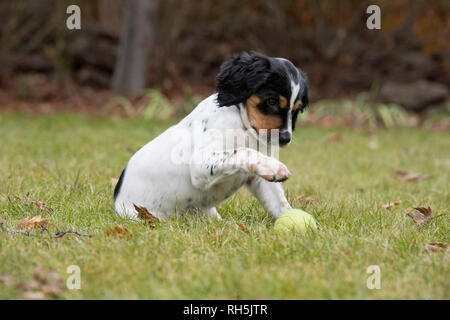Otto settimane di età setter inglese cucciolo giocare con palla da tennis Foto Stock