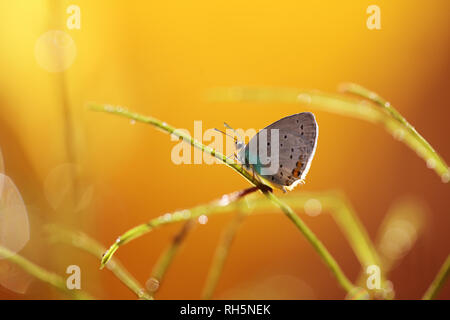 Una stupenda farfalla attende crogiolarsi al sole Foto Stock